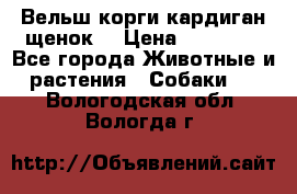 Вельш корги кардиган щенок  › Цена ­ 35 000 - Все города Животные и растения » Собаки   . Вологодская обл.,Вологда г.